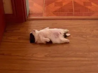 🍥 27bcce7c anak anjing, anjing, tidur, lantai, imut, hewan peliharaan, peliharaan, istirahat telegram sticker