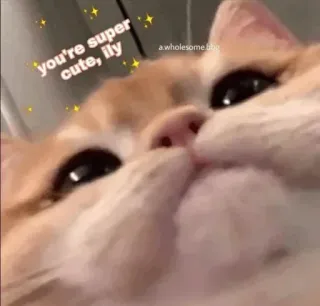 🍥 480e9a8a you're super cute, ily kucing, lucu, hewan peliharaan, binatang, menyenangkan, cinta telegram sticker