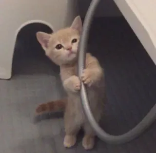 🍥 6681331d kucing, anak kucing, binatang, imut, hewan peliharaan, hewan peliharaan telegram sticker