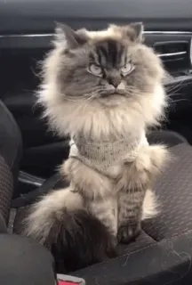 🍥 6e667c1b kucing, hewan peliharaan, hewan, berbulu, lucu, domestik, felin, mamalia telegram sticker