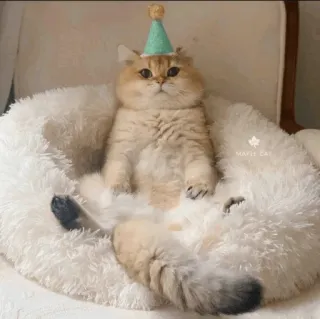 🍥 77a93dc0 MAYIE CAT kucing, imut, topi pesta, hewan peliharaan, berbulu, menggemaskan telegram sticker