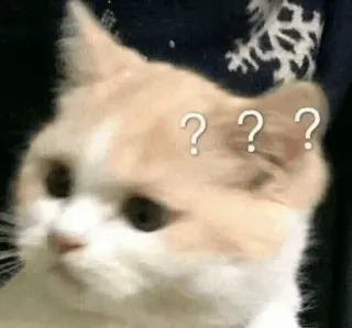 🍥 859889fd ??? kucing, bingung, pertanyaan, meme, hewan, peliharaan, berpikir telegram sticker