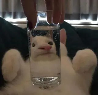 🍥 93da65d4 kucing, air, gelas, lucu, meme, hewan peliharaan telegram sticker