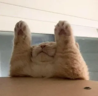 🍥 9cde3e74 kucing, binatang, peliharaan, imut, tidur, malas telegram sticker