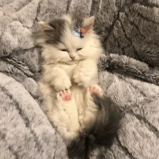 🍥 d1577059 anak kucing, kucing, tidur, imut, hewan, peliharaan, berbulu telegram sticker