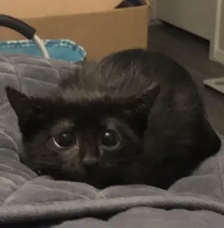 🍥 e898193f kucing, kucing hitam, binatang, hewan peliharaan, anak kucing, imut, hewan domestik telegram sticker