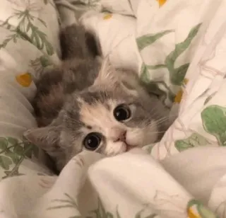 🍥 eff1b4a6 anak kucing, kucing, imut, binatang, hewan peliharaan, selimut, menggemaskan telegram sticker