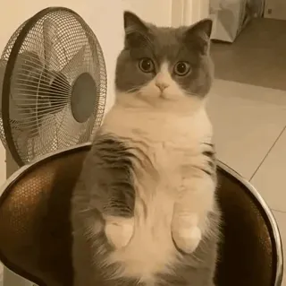 🍥 fa6bec6c kucing, imut, hewan, peliharaan, anak kucing, british shorthair telegram sticker