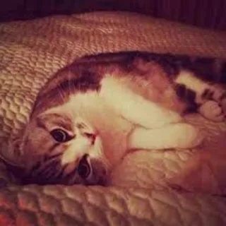 😿 0105cb80 고양이, 동물, 집고양이, 애완동물, 귀여운, 누워있는 telegram sticker