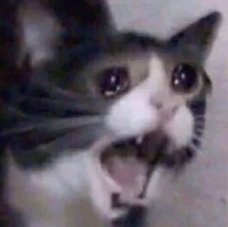 😱 17b14a3c 고양이, 우는, 밈, 슬픈, 동물, 애완동물, 괴로운 telegram sticker