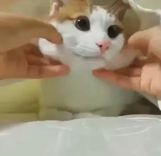 گربه ی خاص :] telegram stickers