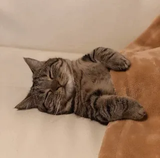 😴 38c2ce37 고양이, 자는, 애완 동물, 가축, 고양이과, 동물 telegram sticker