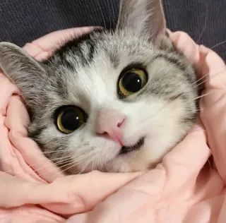 😌 46994600 고양이, 새끼 고양이, 귀여운, 동물, 애완 동물, 담요, 감싸인, 집고양이 telegram sticker