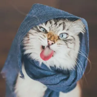 🤪 5d402423 고양이, 동물, 스카프, 혀, 웃긴, 귀여운 telegram sticker