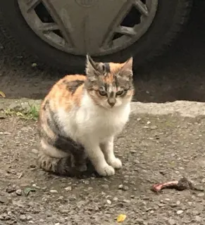 😾 70627dc2 고양이, 삼색 고양이, 애완동물, 고양이과, 애완동물, 동물 telegram sticker