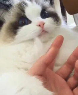 گربه ی خاص :] telegram stickers