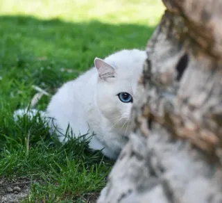 😶 8a33d67c 고양이, 흰 고양이, 파란 눈, 동물, 애완 동물, 숨기, 잔디 telegram sticker