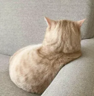 😒 984713d6 고양이, 애완동물, 동물, 고양이과, 가정, 소파, 베이지 telegram sticker