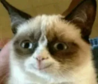 🙂 ac9c3578 Grumpy Cat 그런피 캣, 밈, 고양이, 동물, 웃긴, 인터넷 밈 telegram sticker