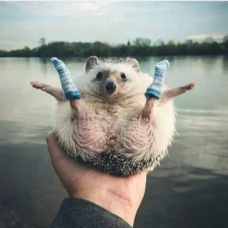 ☺️ ad4f04e8 고슴도치, 동물, 귀여운, 양말, 포유류, 애완 동물 telegram sticker