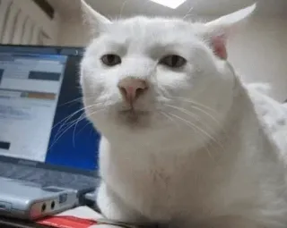 😒 b7322b6b 고양이, 흰 고양이, 노트북, 동물, 애완 동물, 밈 telegram sticker