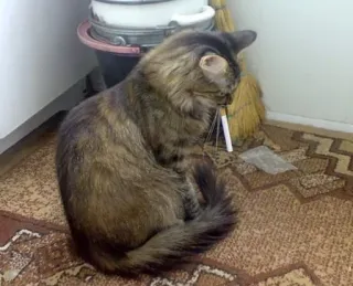 🚬 bab238d8 고양이, 담배, 흡연, 애완 동물, 동물, 유머 telegram sticker