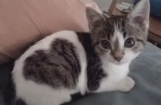 گربه ی خاص :] telegram stickers