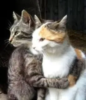 ❤ c19db35e 고양이, 새끼 고양이, 동물, 우정, 포옹, 귀여운 telegram sticker