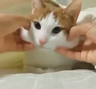 😸 c2444490 고양이, 애완동물, 동물, 집고양이, 귀여운, 노는, 볼 telegram sticker