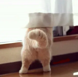 😒 cdbe2c5e 고양이, 꼬리, 동물, 애완동물, 귀여운, 웃긴, 뒤 telegram sticker