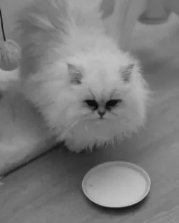 😐 e844cf5b 고양이, 흰색, 폭신한, 동물, 애완동물 telegram sticker