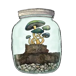 😣 6326ee77 champignon, bocal, nature, plante, champignons, terrarium, botanique, forêt telegram sticker