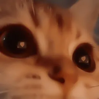 ♻️ 050e986a 猫, 动物, 宠物, 眼睛, 家畜, 猫科动物 telegram sticker