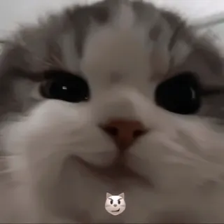 ♻️ 13249867 猫, 动物, 小猫, 梗, 搞笑, 可爱 telegram sticker