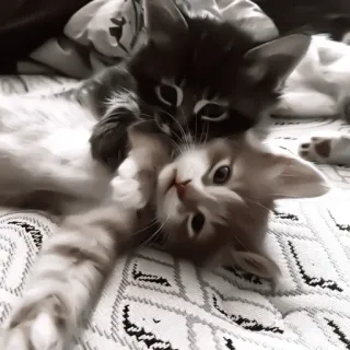 ♻️ 3a9f9bc0 小猫, 猫, 动物, 宠物, 可爱, 顽皮 telegram sticker