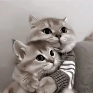 ♻️ 3bad852a 猫, 小猫, 可爱, 动物, 宠物, 友谊, 拥抱 telegram sticker