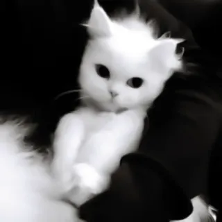 ♻️ 4c6835af 猫, 小猫, 白猫, 动物, 可爱, 蓬松, 宠物 telegram sticker
