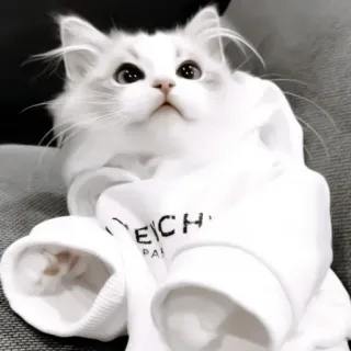 ♻️ 5da93aea GIVENCHY 猫, Givenchy, 白色, 连帽衫, 宠物, 可爱, 动物, 时尚 telegram sticker