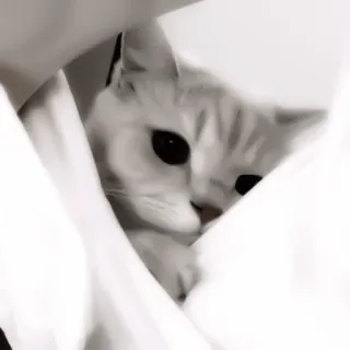 ♻️ 77be487c 猫, 动物, 白色, 宠物, 可爱, 偷看, 躲藏 telegram sticker