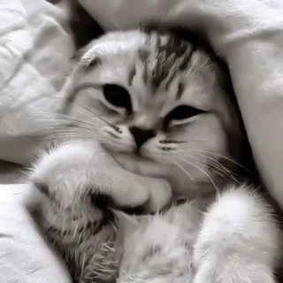 ♻️ 7c95a71d 猫, 小猫, 可爱, 宠物, 动物, 灰色, 白色 telegram sticker