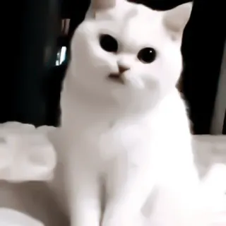 ♻️ 84287b1e 猫, 白猫, 动物, 宠物, 可爱 telegram sticker