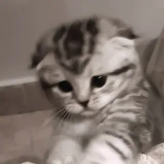 ♻️ 874e819a 猫, 小猫, 苏格兰折耳猫, 宠物, 动物, 可爱, 家猫, 猫科动物 telegram sticker