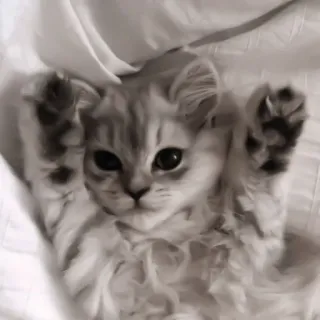 ♻️ 8be2508f 猫, 小猫, 可爱, 动物, 宠物, 萌 telegram sticker