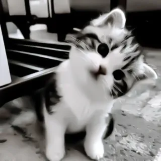 ♻️ a4f14885 猫, 小猫, 可爱, 动物, 宠物 telegram sticker