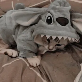 ♻️ ab1fc6d3 猫, 宠物, 动物, 小猫, 服装, 缝线 telegram sticker