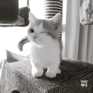 ♻️ bd076bab 猫, 小猫, 动物, 可爱, 宠物, 家养动物 telegram sticker