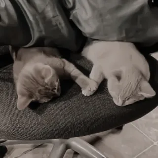 ♻️ caf46a55 猫, 小猫, 睡觉, 动物, 宠物, 友谊 telegram sticker