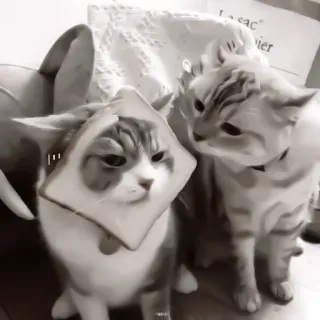 ♻️ e88a47fa 猫, 动物, 面包, 搞笑, 可爱, 宠物 telegram sticker