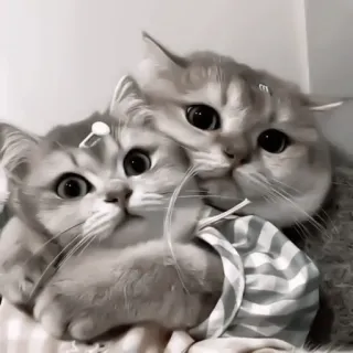 ♻️ f01e8d78 猫, 动物, 宠物, 可爱, 萌 telegram sticker