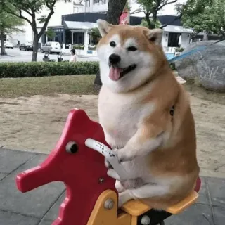 🐱 0526fad7 Hund, Shiba Inu, Spielplatz, Spielzeug, süß, Tier whatsapp sticker